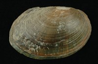 藏品(青蚌(稜蚌))的圖片